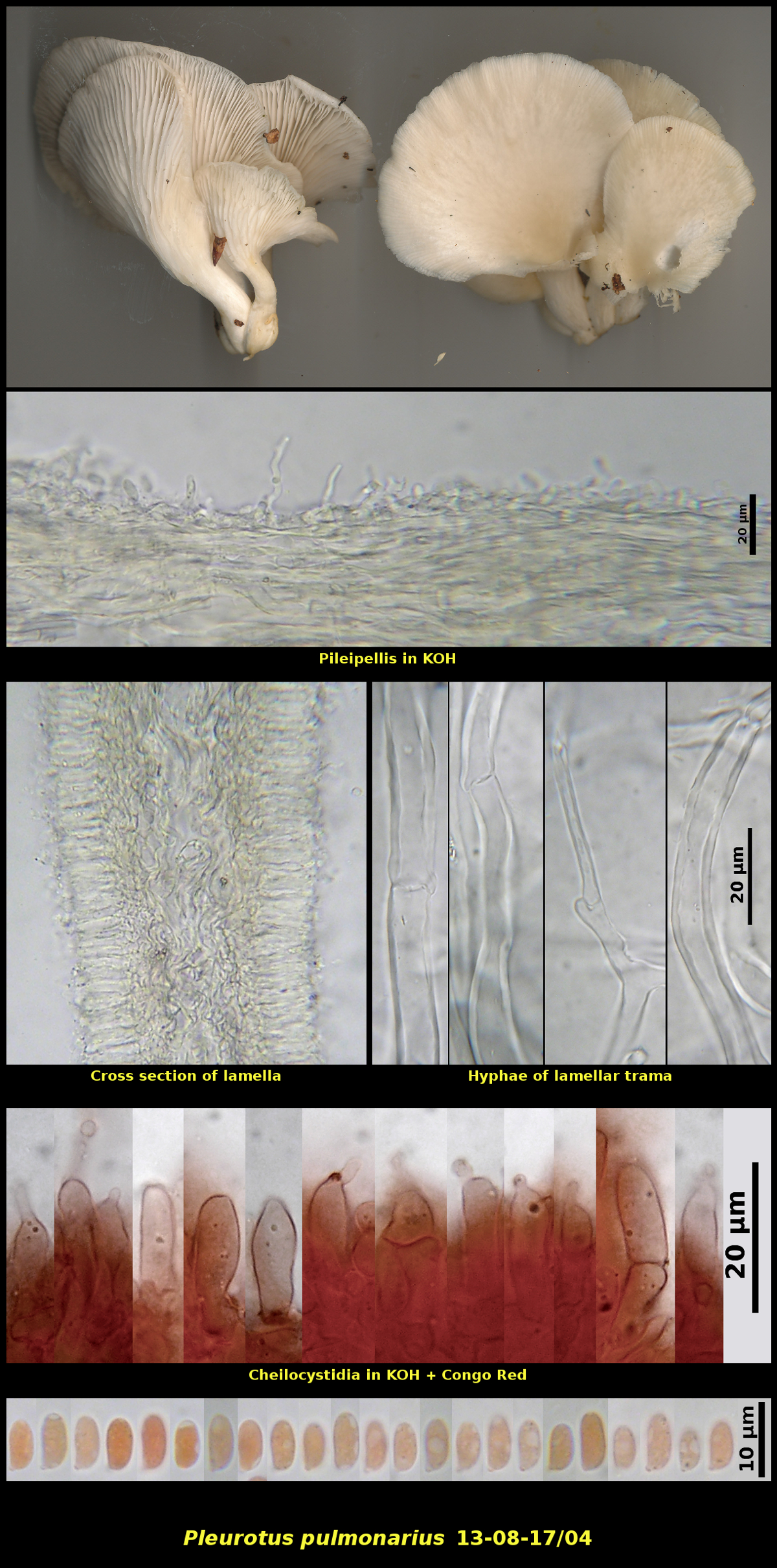 Picture of Pleurotus_pulmonarius